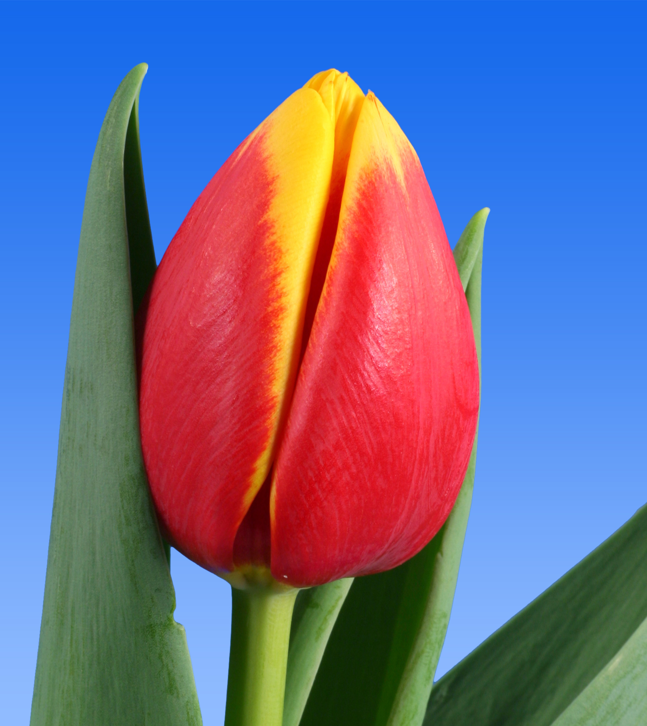 Tulp Rambo Borst Bloembollen