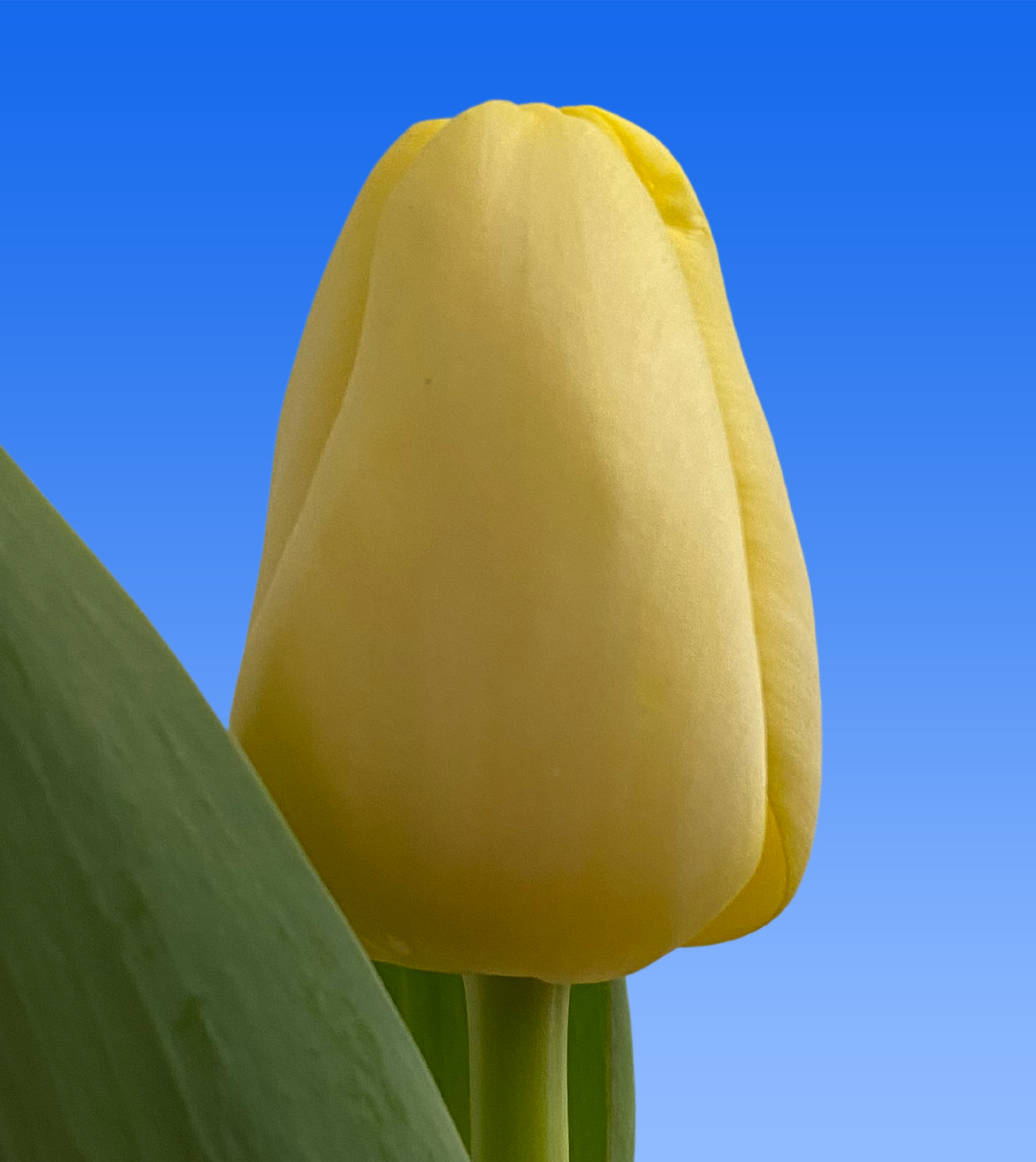 Tulp Antarctica Gold Borst Bloembollen