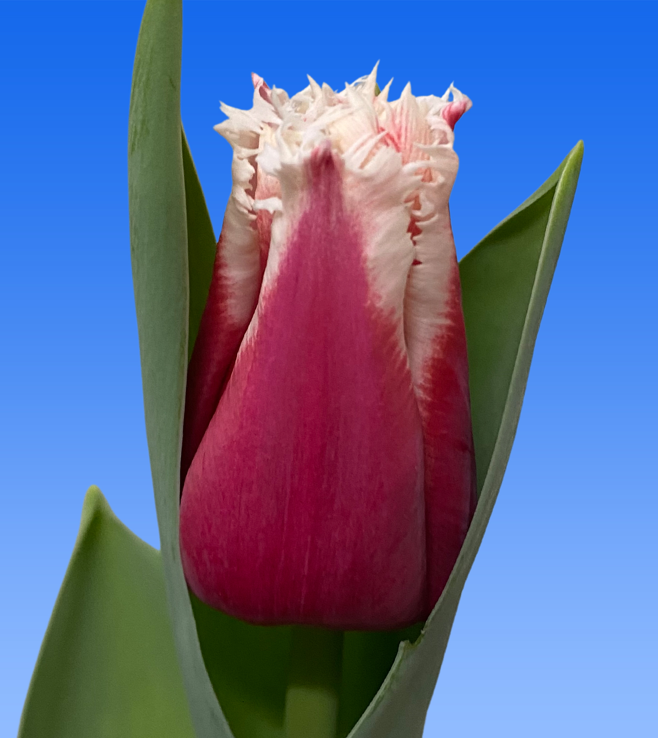 Tulp San Leandro Borst Bloembollen