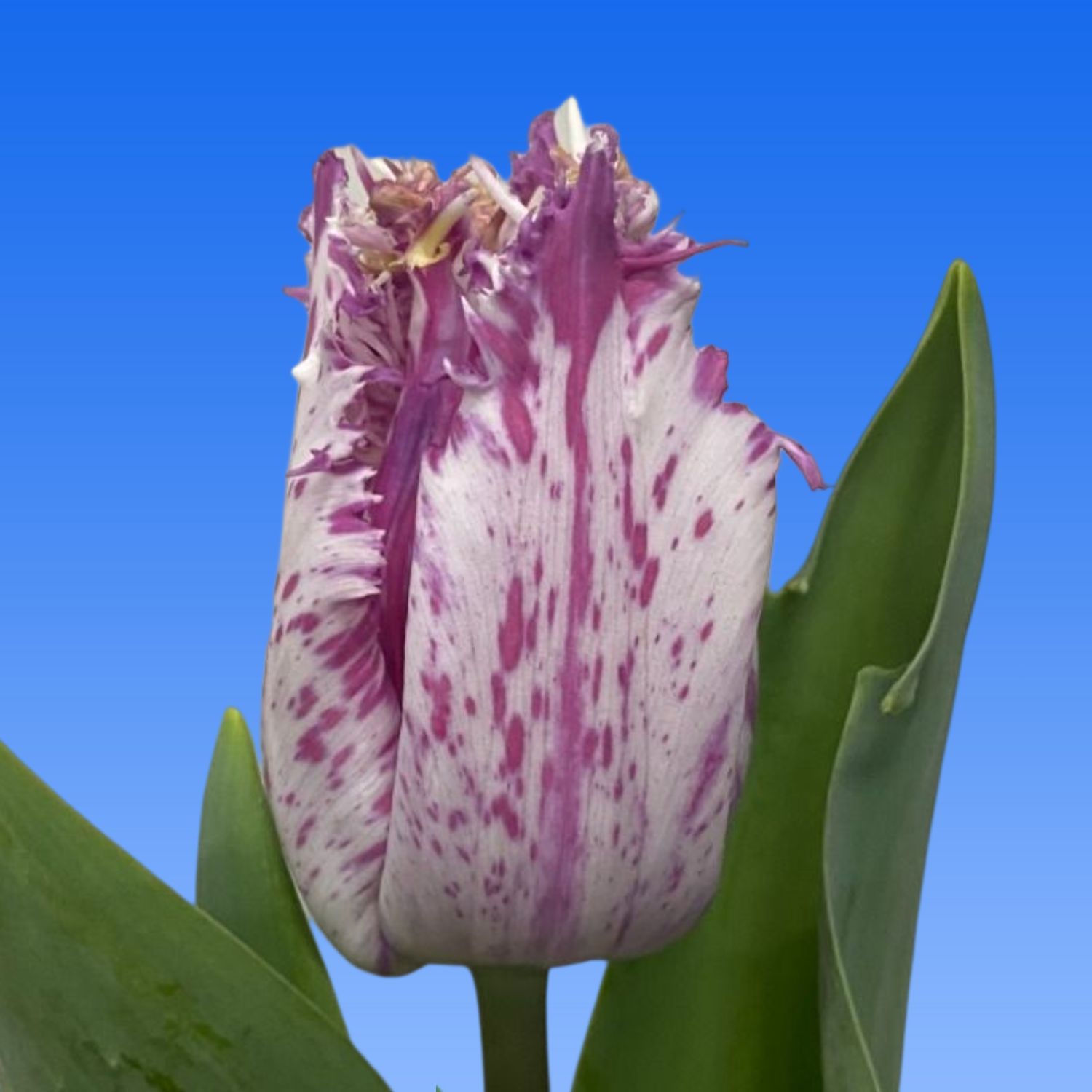 Tulp Purple Circus Borst Bloembollen