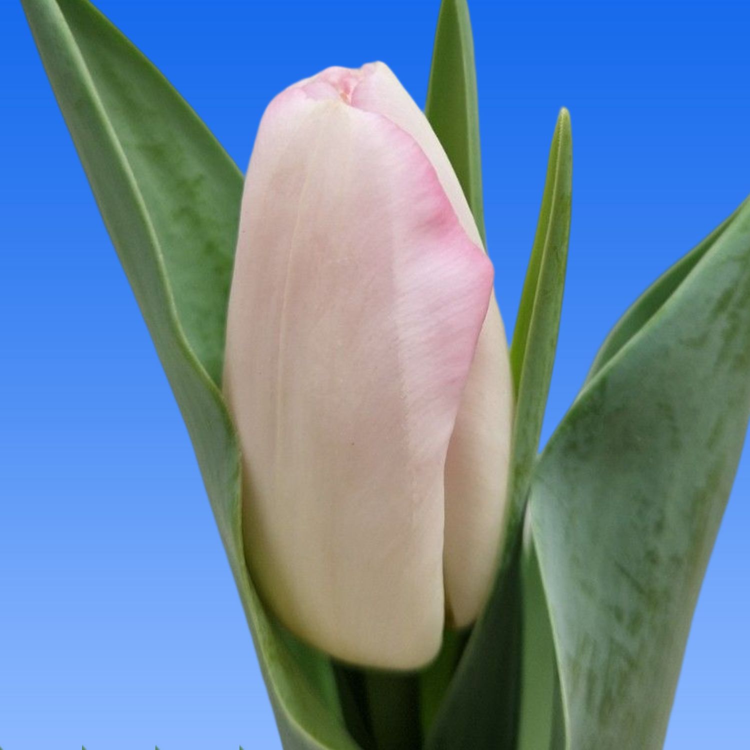 Tulp Pink Marble Borst Bloembollen