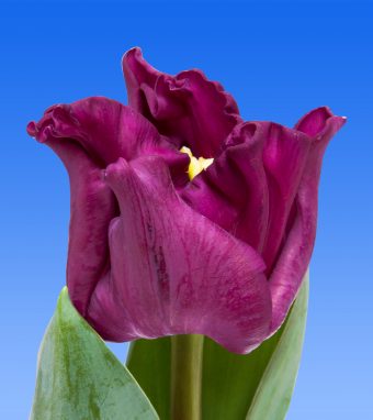 Image of an item from our rangetulipsCrown of Negritta