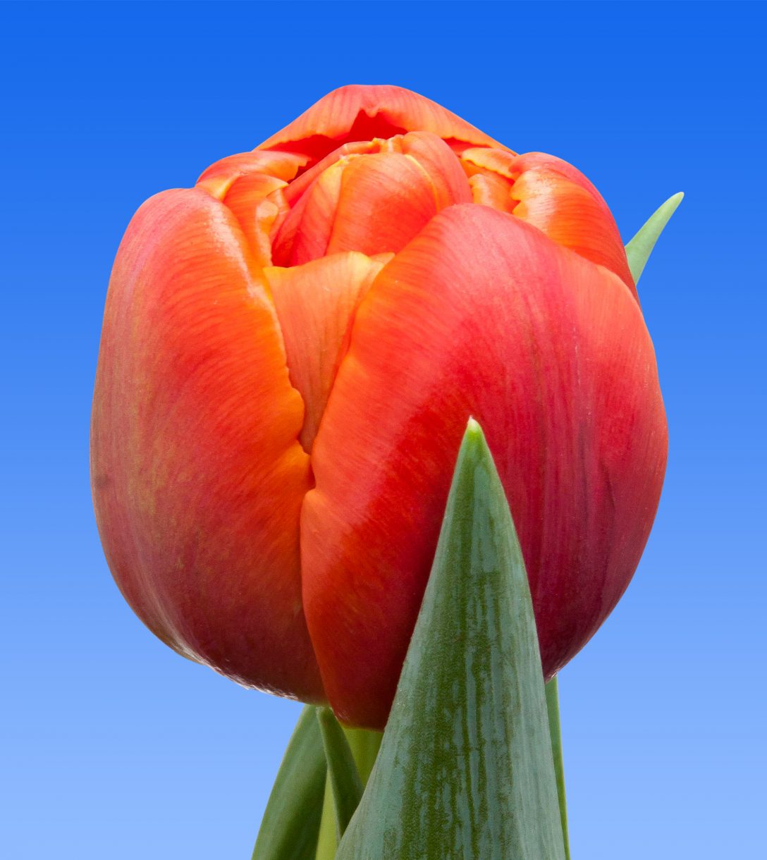 Tulp Icoon - Borst Bloembollen