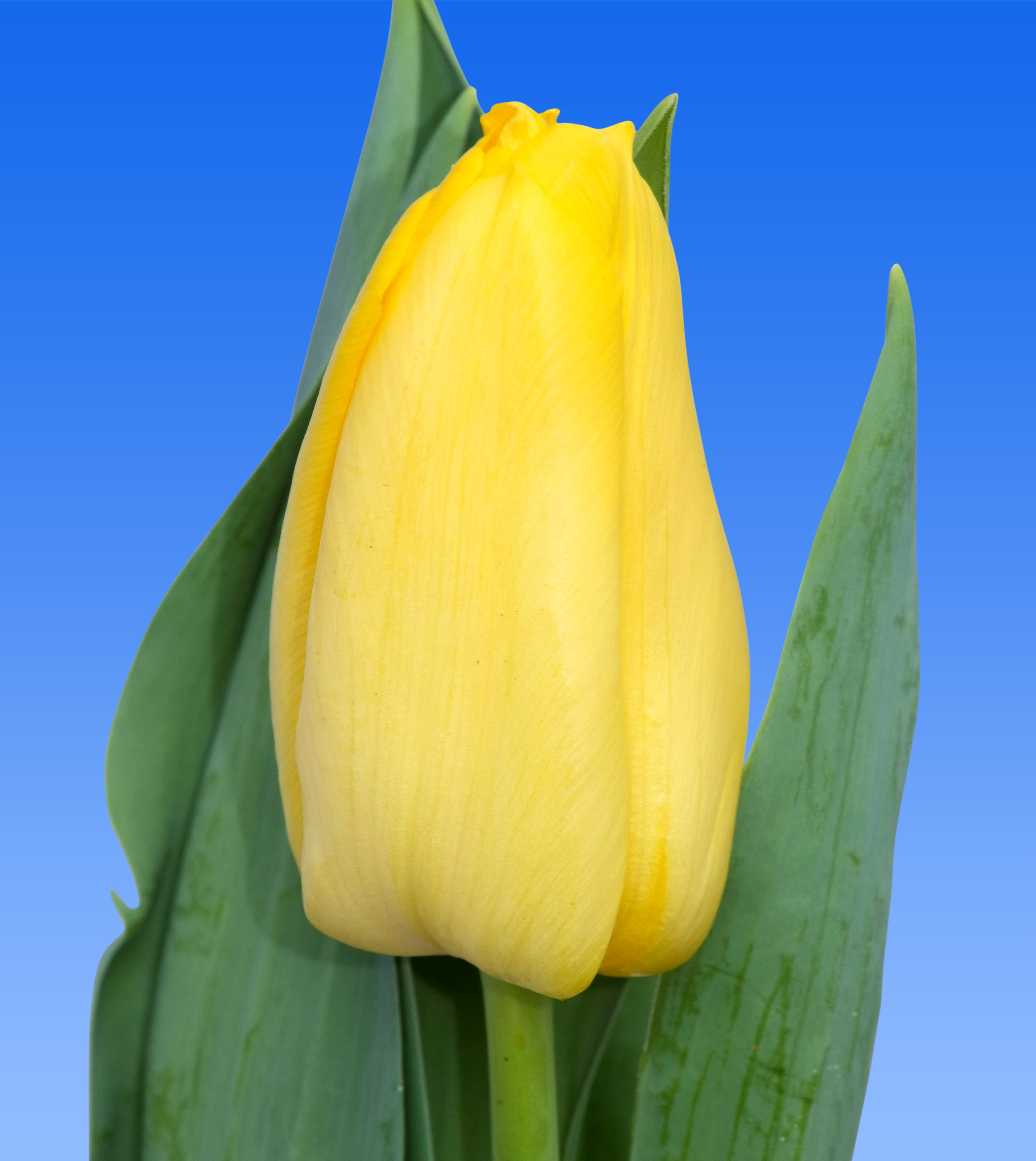 Tulp Lions Glory - Borst Bloembollen