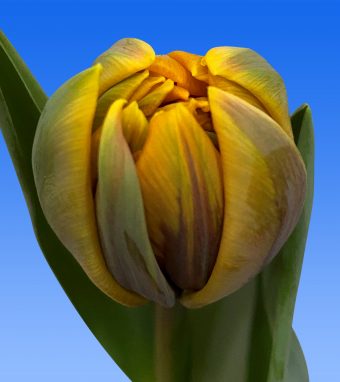 Image of an item from our rangetulipsMargriet Double