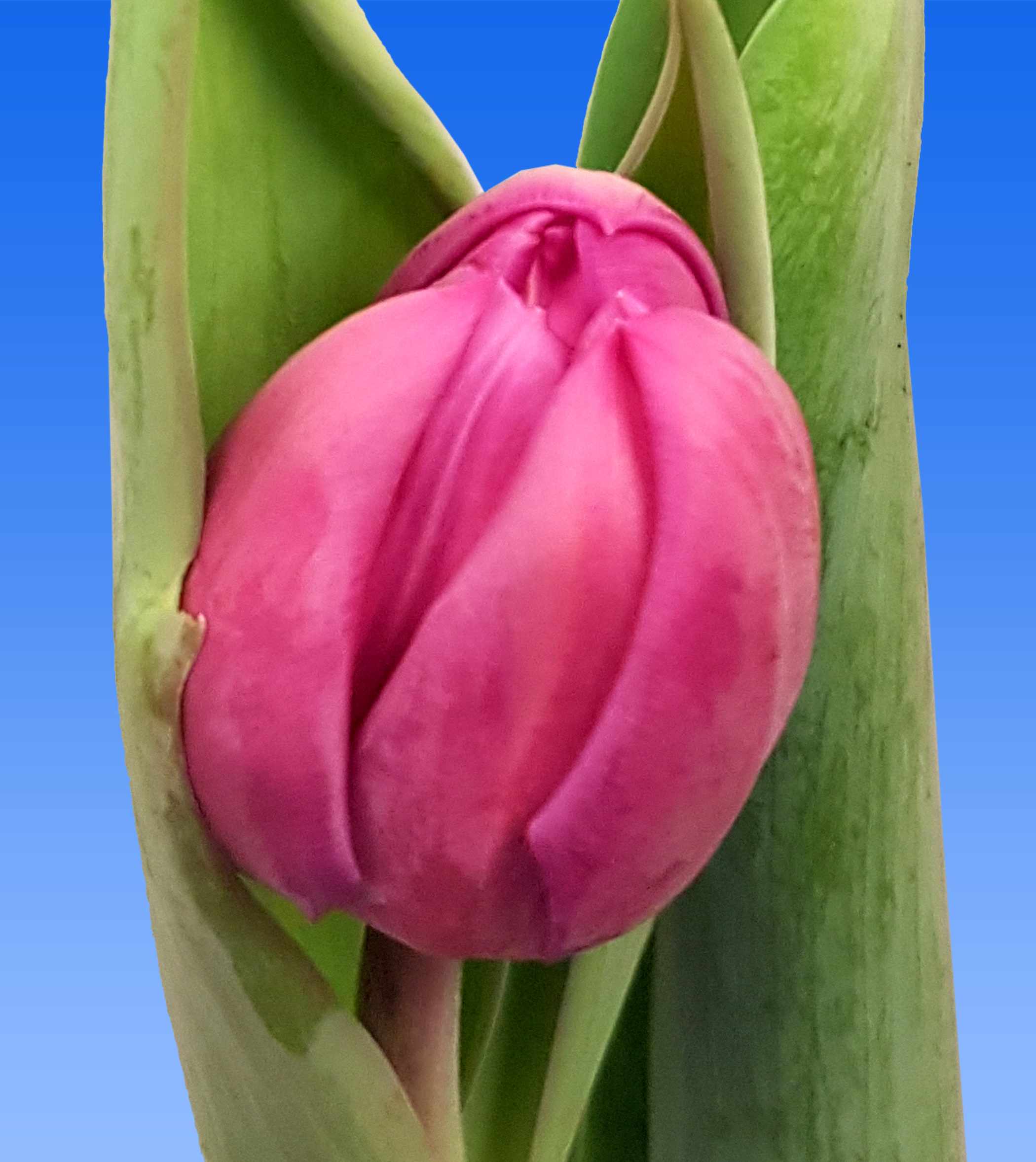 tulp-respectable-borst-bloembollen