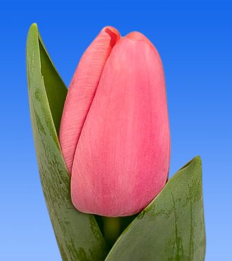 Image of an item from our rangetulipsTresor