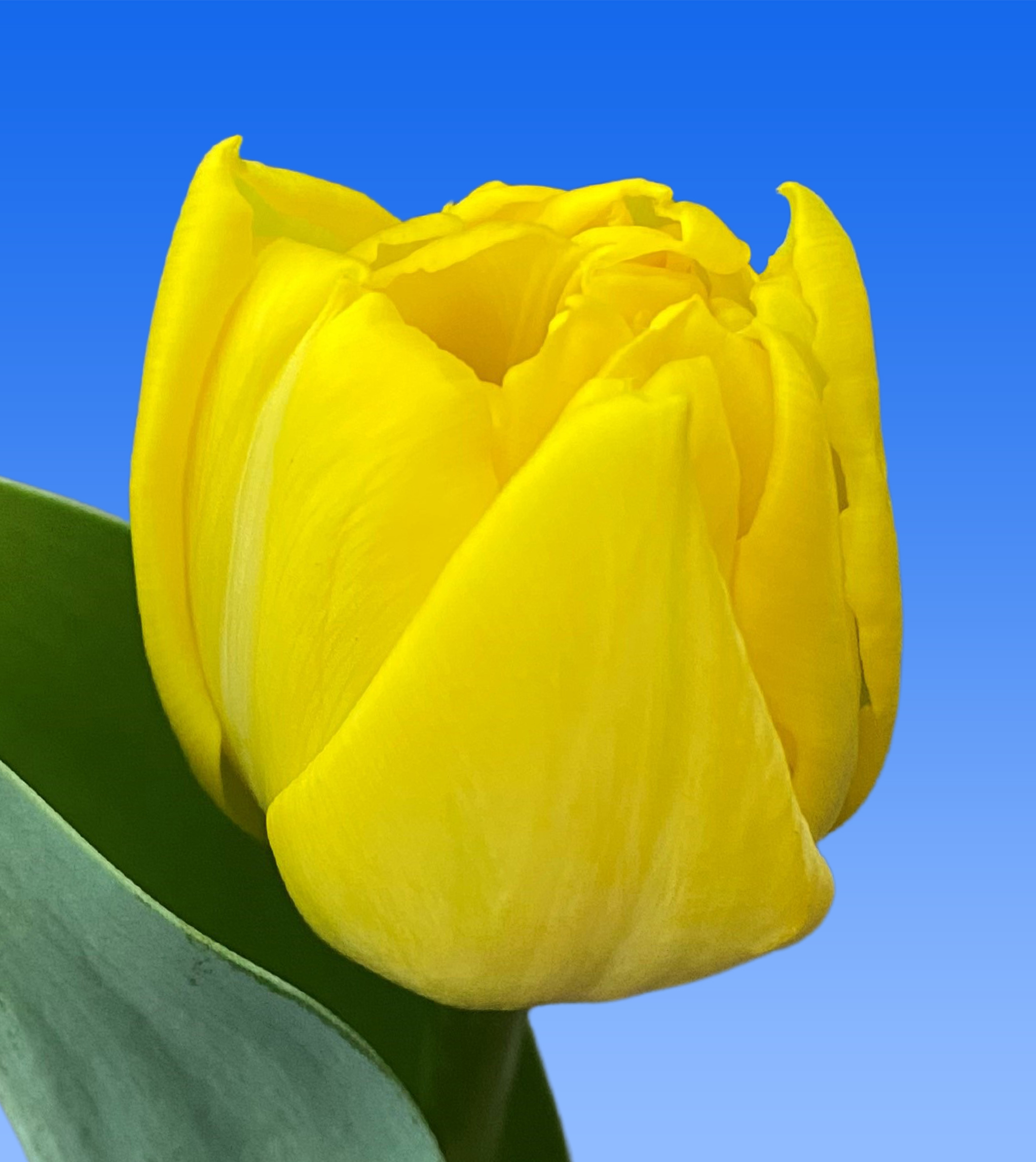 Tulp Double Trouble - Borst Bloembollen