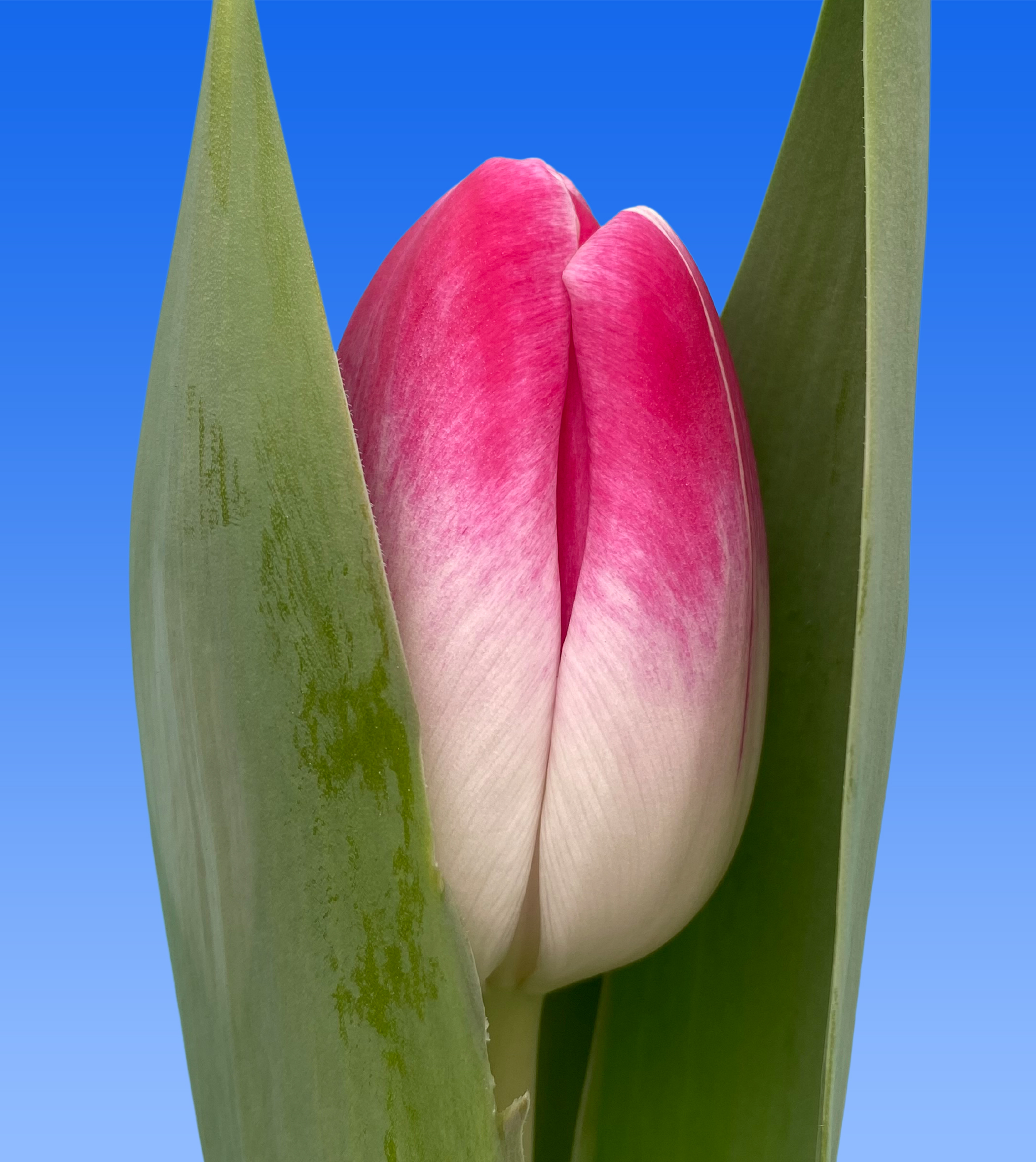 Tulp Florence - Borst Bloembollen