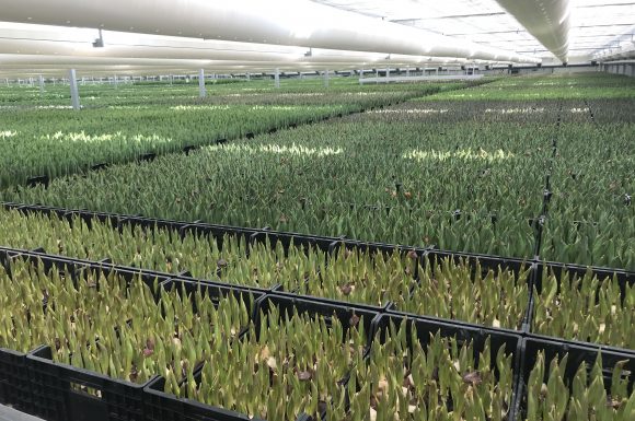 From September to the beginning of May, the greenhouses are full of tulips