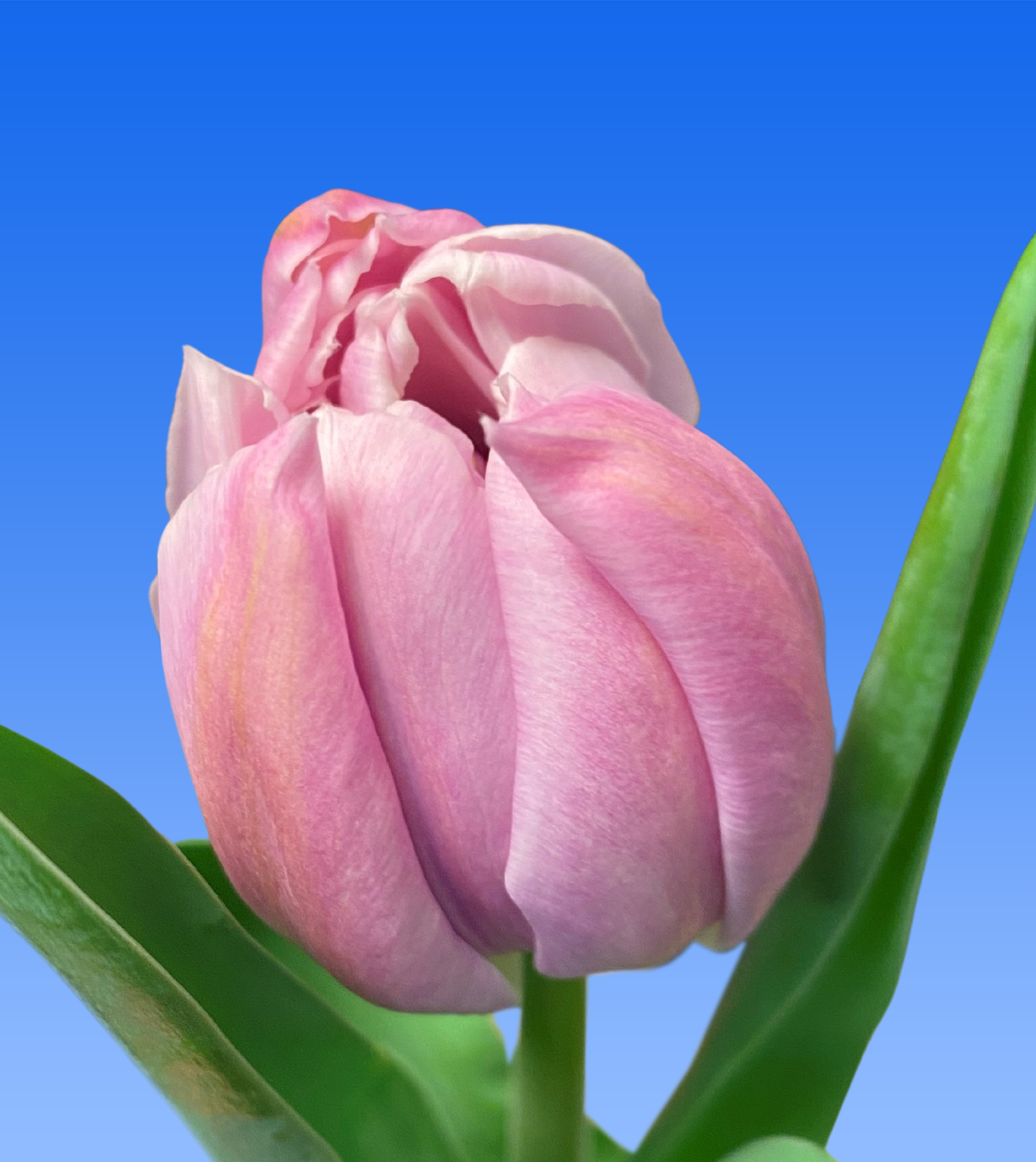 Tulp Katinka - Borst Bloembollen