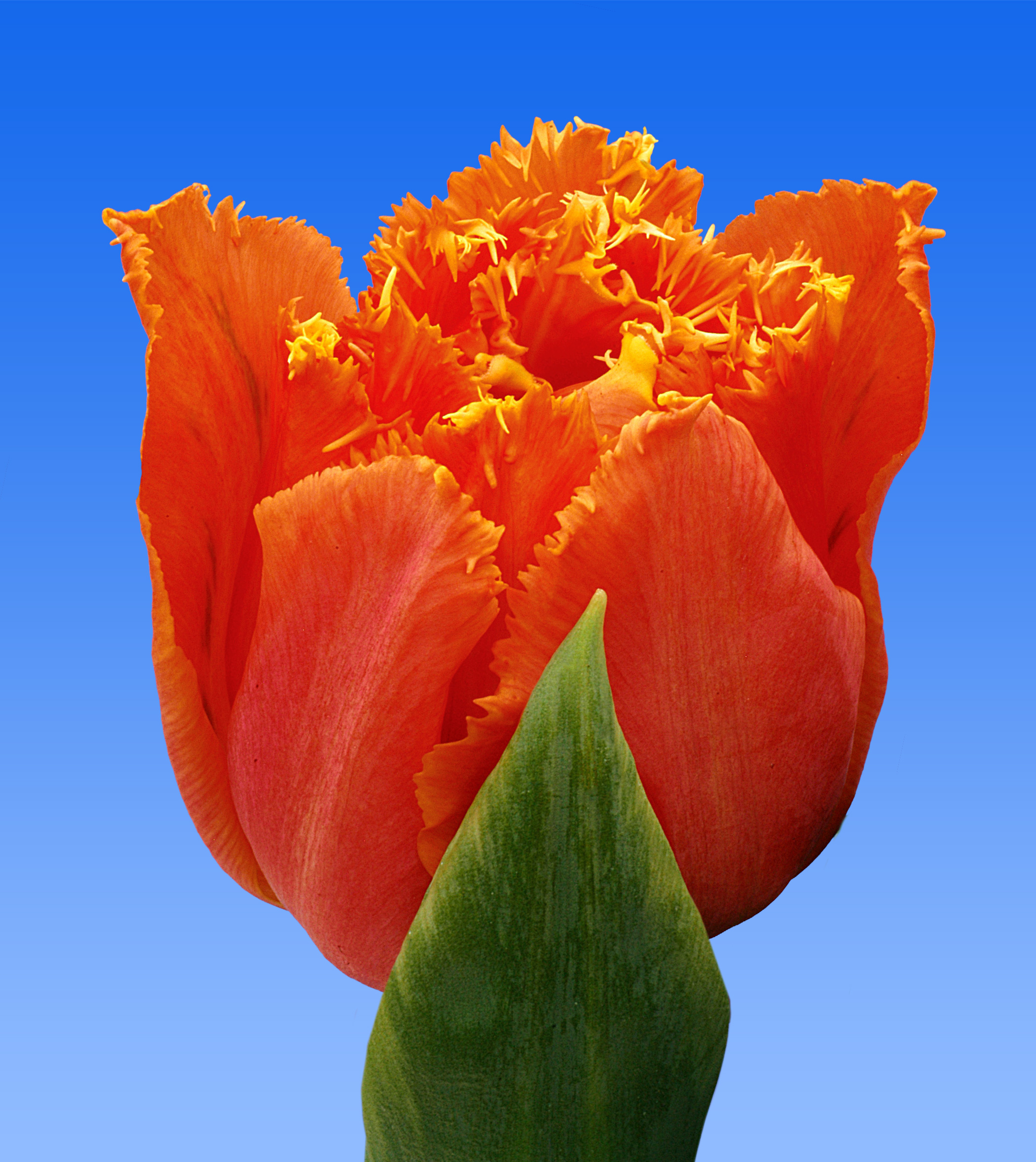 Тюльпан оранж пассион. Оранж пассион. Коралл SC Orange passion. Tulp.