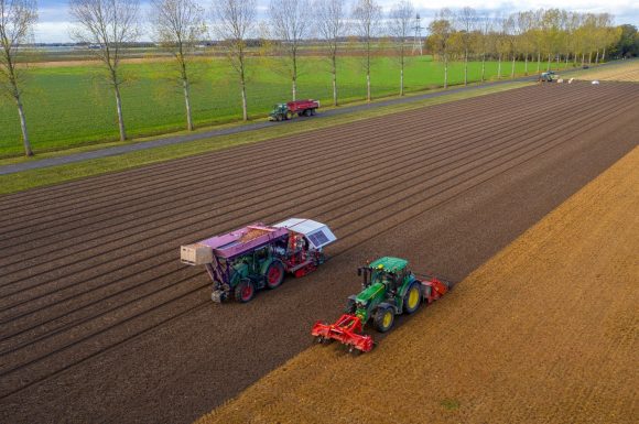 Planting bulbs