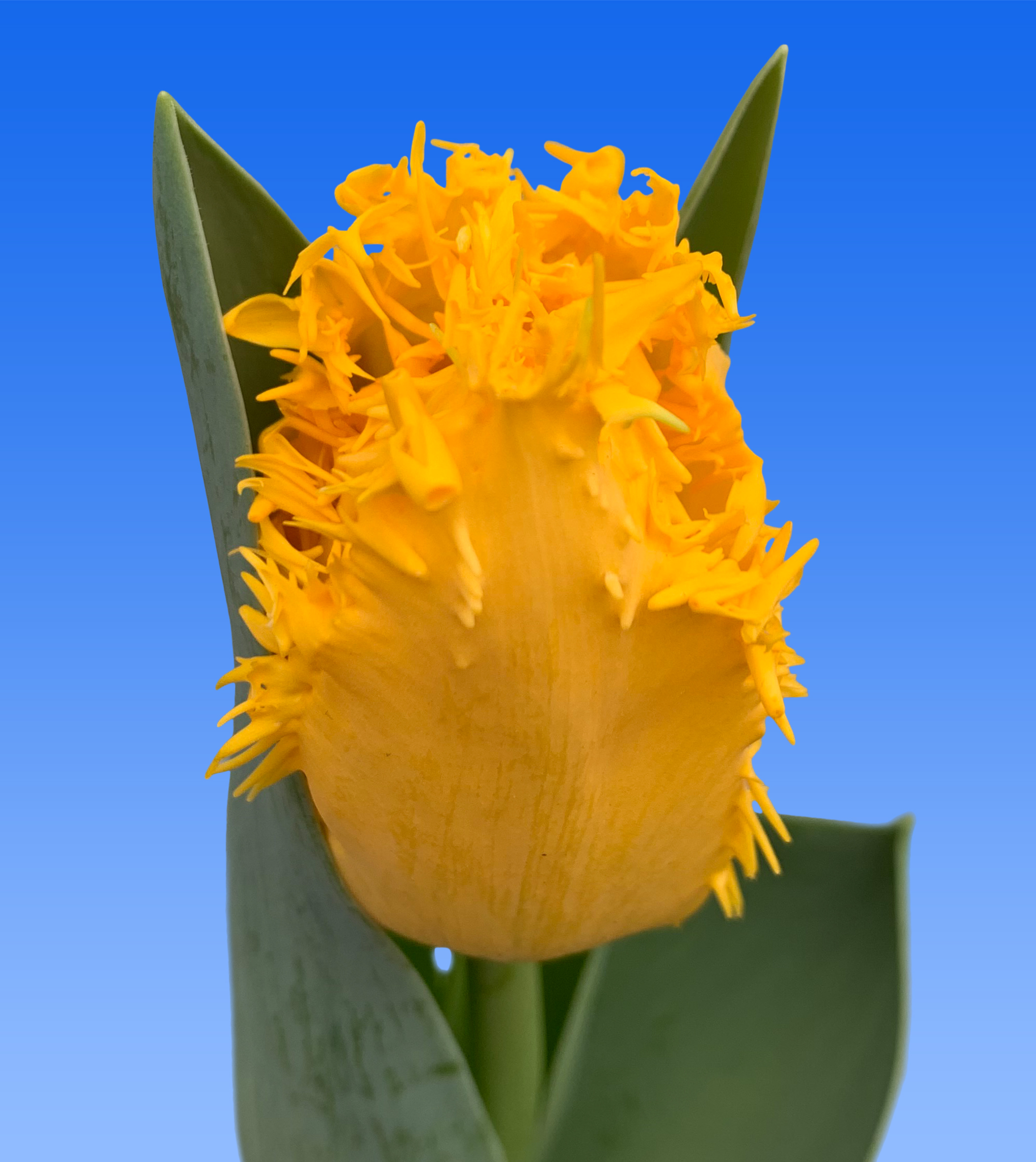 Tulp Yellow Valery - Borst Bloembollen