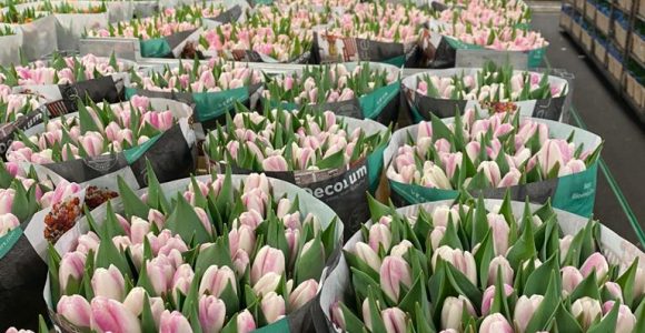Fresh from the greenhouse every day: our tulips at the auction!