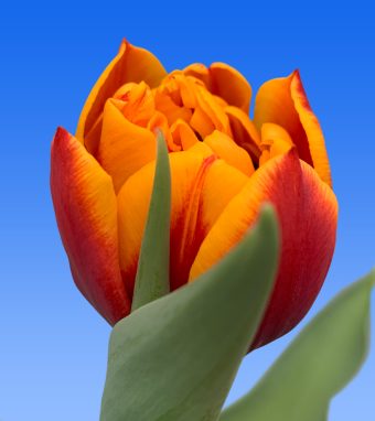 Tulipe Stresa, Action 40 bulbes (25677655)