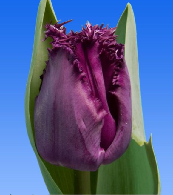 Tulp San George - Borst Bloembollen