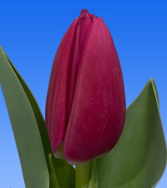 Afbeelding van een item uit ons assortimenttulipsLady Bell