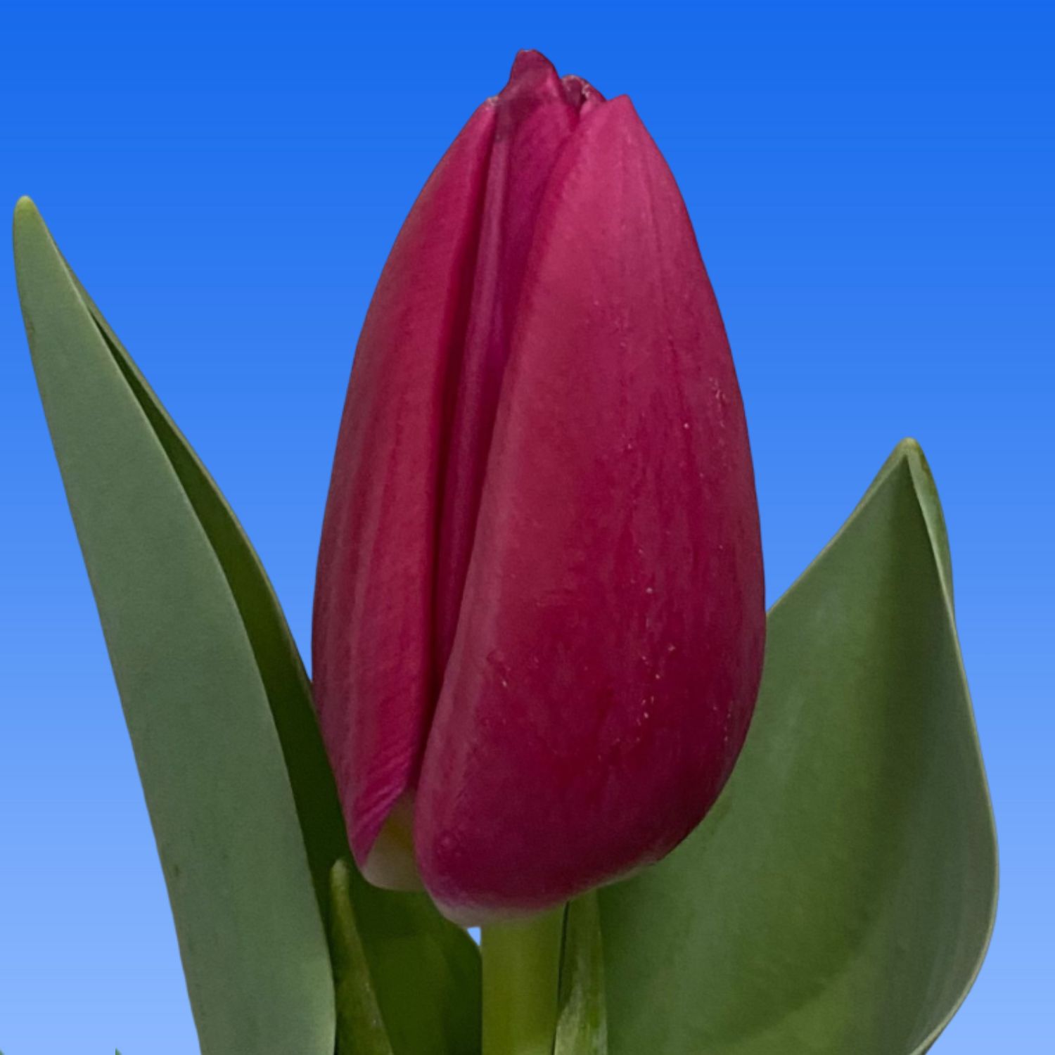Tulp Lady Bell - Borst Bloembollen