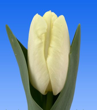 Image of an item from our rangetulipsLimoncello