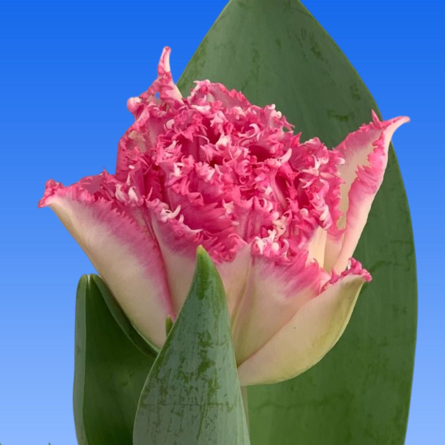 Tulp Love Crystal - Borst Bloembollen