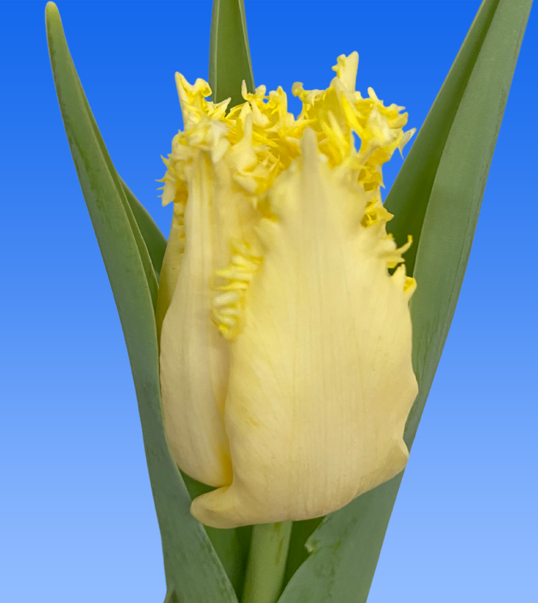 Tulp Rebellious Yellow Borst Bloembollen tulp-rebellious-yellow-borst-bloembollen