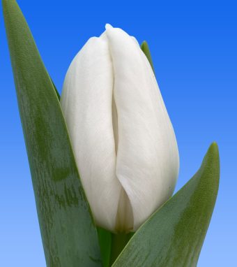 Image of an item from our rangetulipsSnowwhite