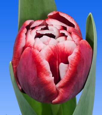 Afbeelding van een item uit ons assortimenttulipsSoulmate