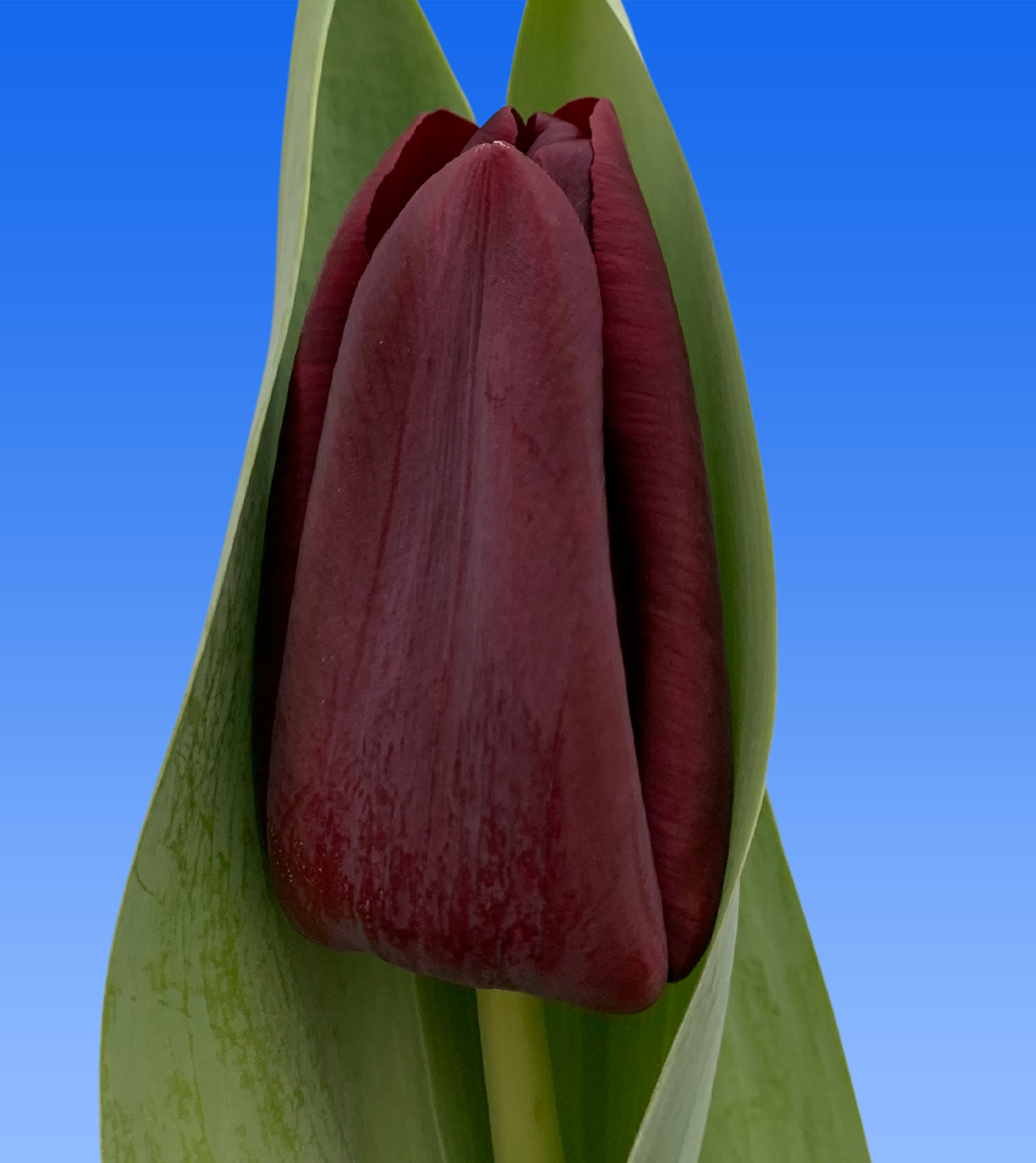 Tulp Toendra Tulp Toendra - Borst Bloembollen