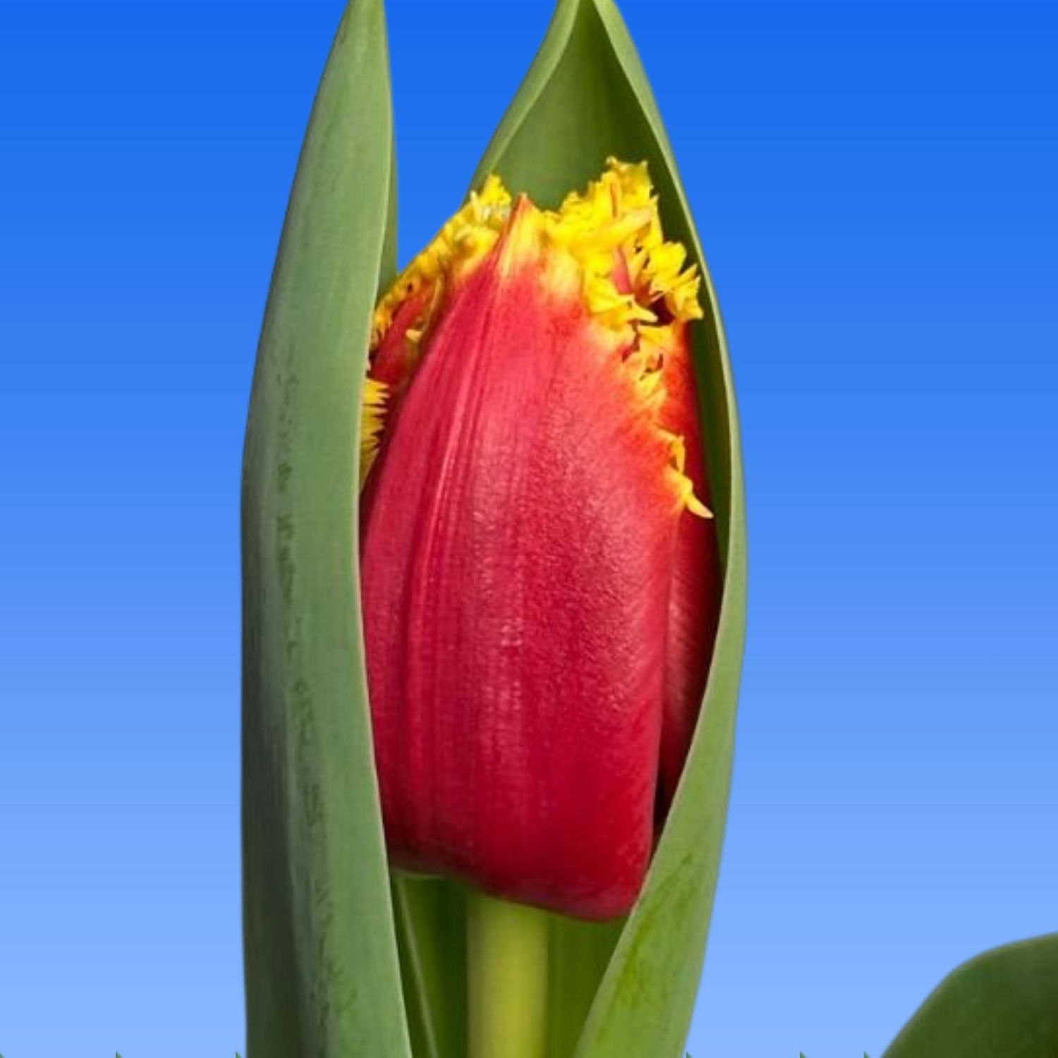 Tulp Tourmalet Borst Bloembollen