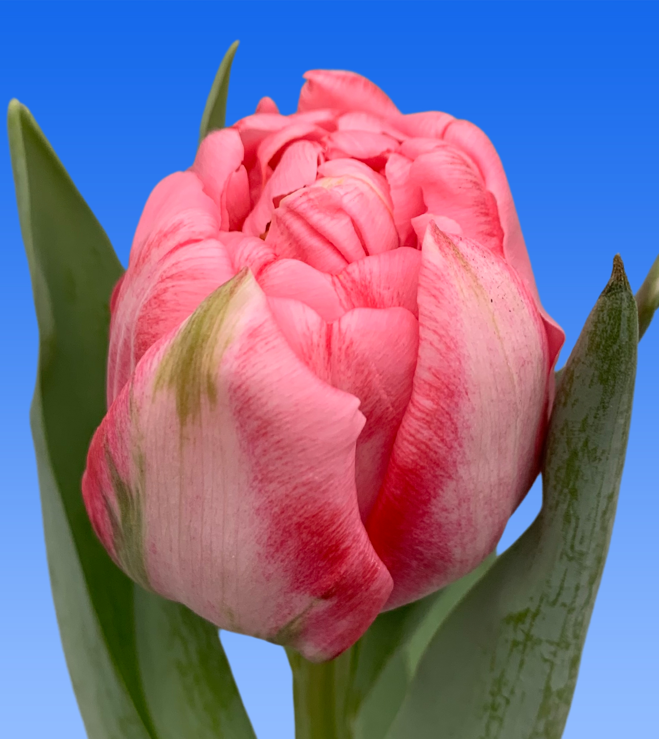 Tulp Mothers Choice - Borst Bloembollen